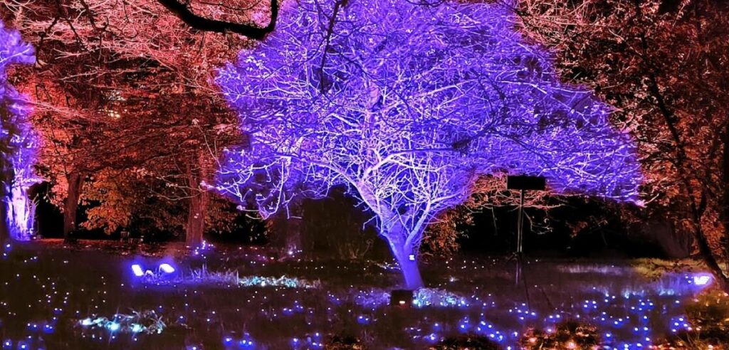 Trame di Luce” a Trastevere: La Magia del Natale all’Orto Botanico di Roma